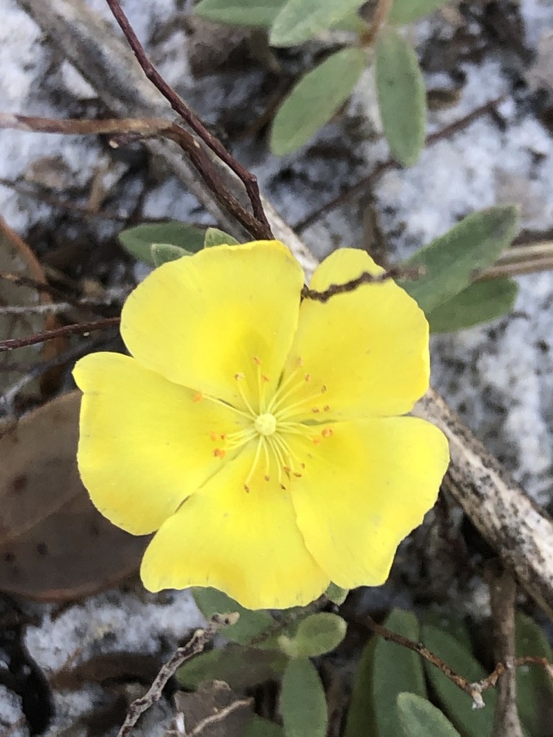 Coastal Sand Frostweed photo 8