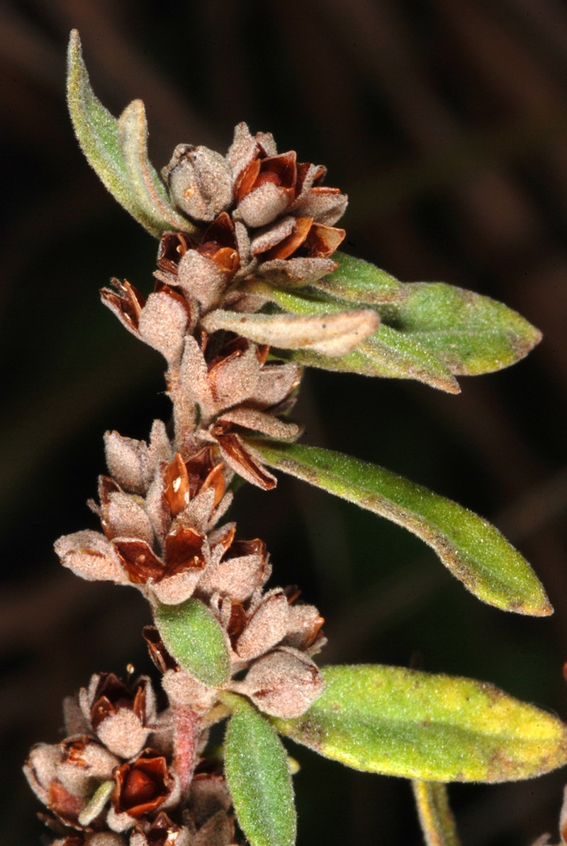 Hoary Frostweed