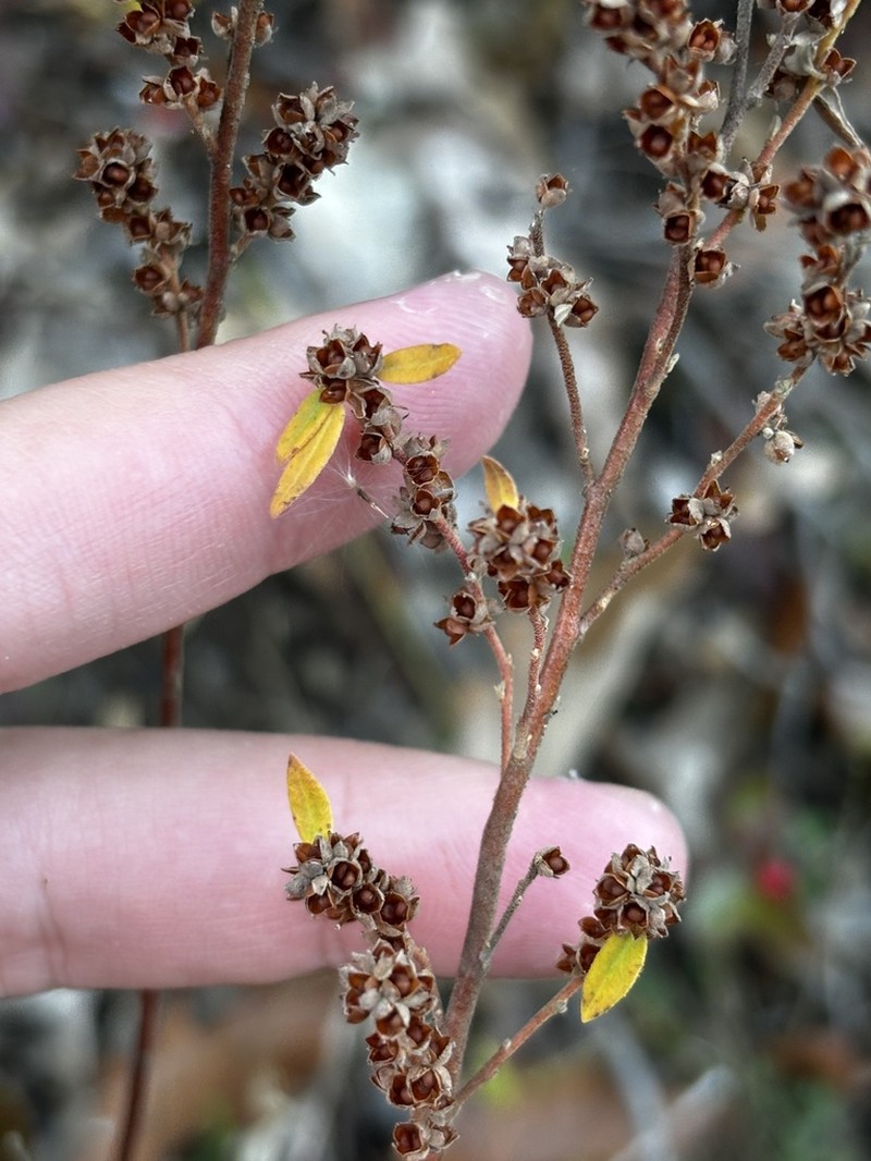 Hoary Frostweed photo 4