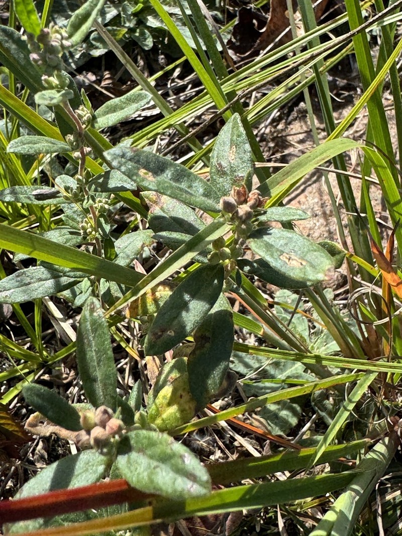 Hoary Frostweed photo 7