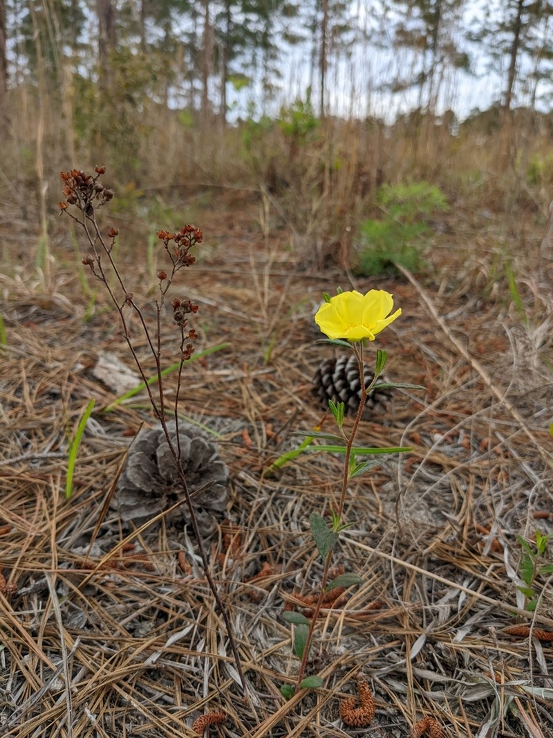 Longbranch Frostweed photo 6