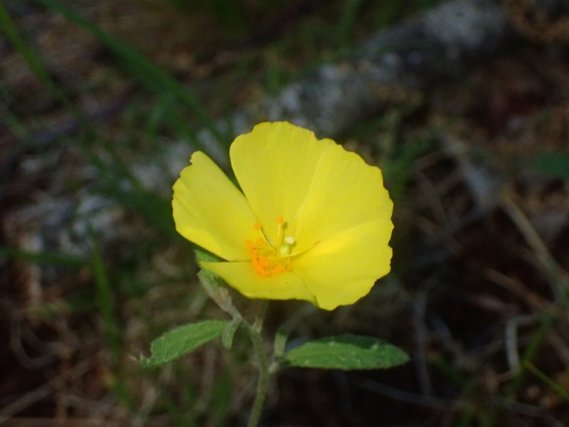 Pine Barren Frostweed