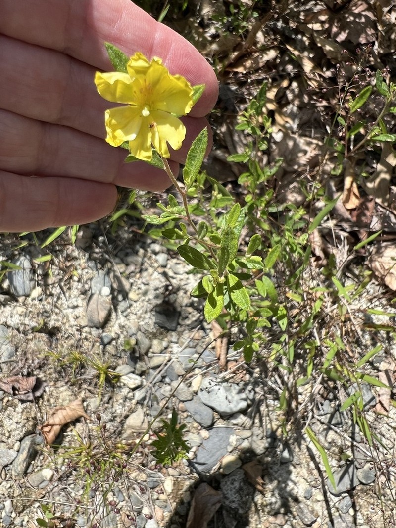 Pine Barren Frostweed photo 3