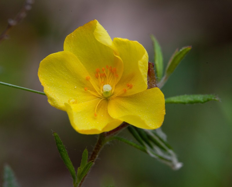 Pine Barren Frostweed photo 4