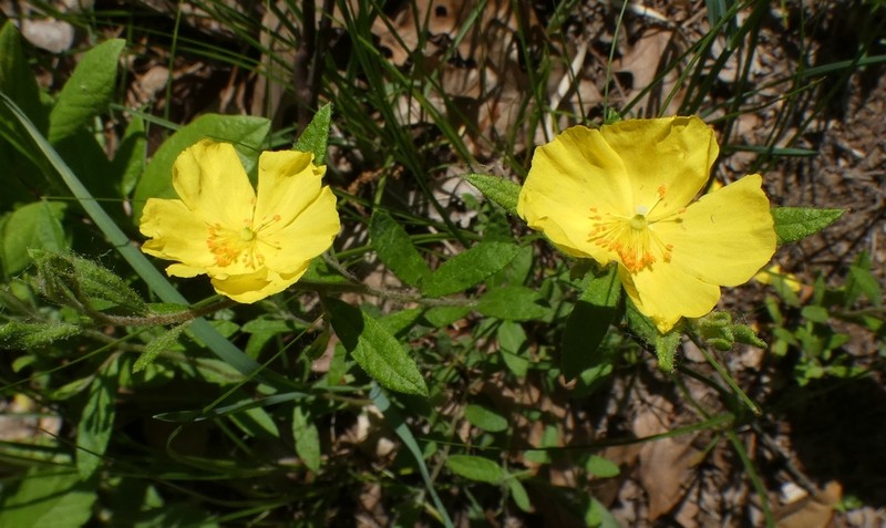 Pine Barren Frostweed photo 7