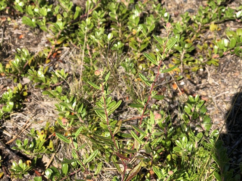 Pine Barren Frostweed photo 8