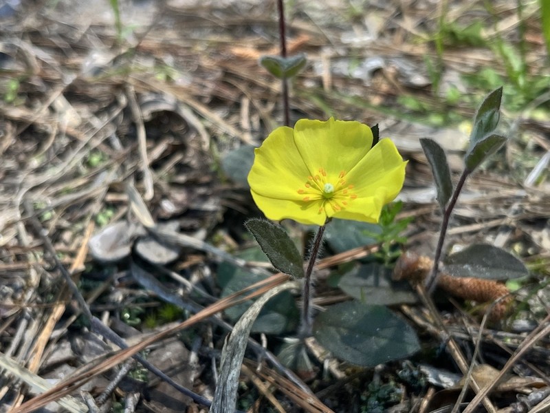 Carolina Frostweed