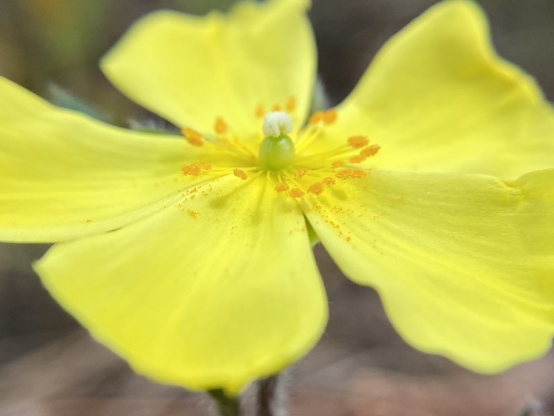 Carolina Frostweed photo 2