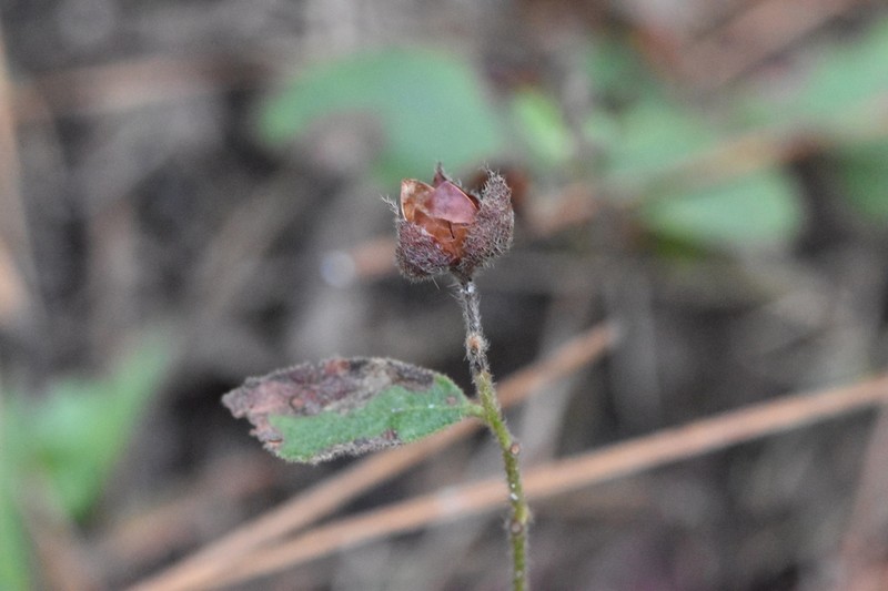 Carolina Frostweed photo 3