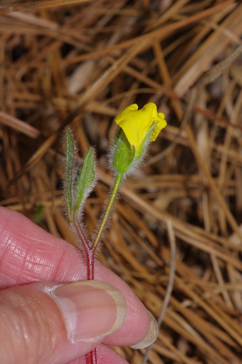 Carolina Frostweed photo 4