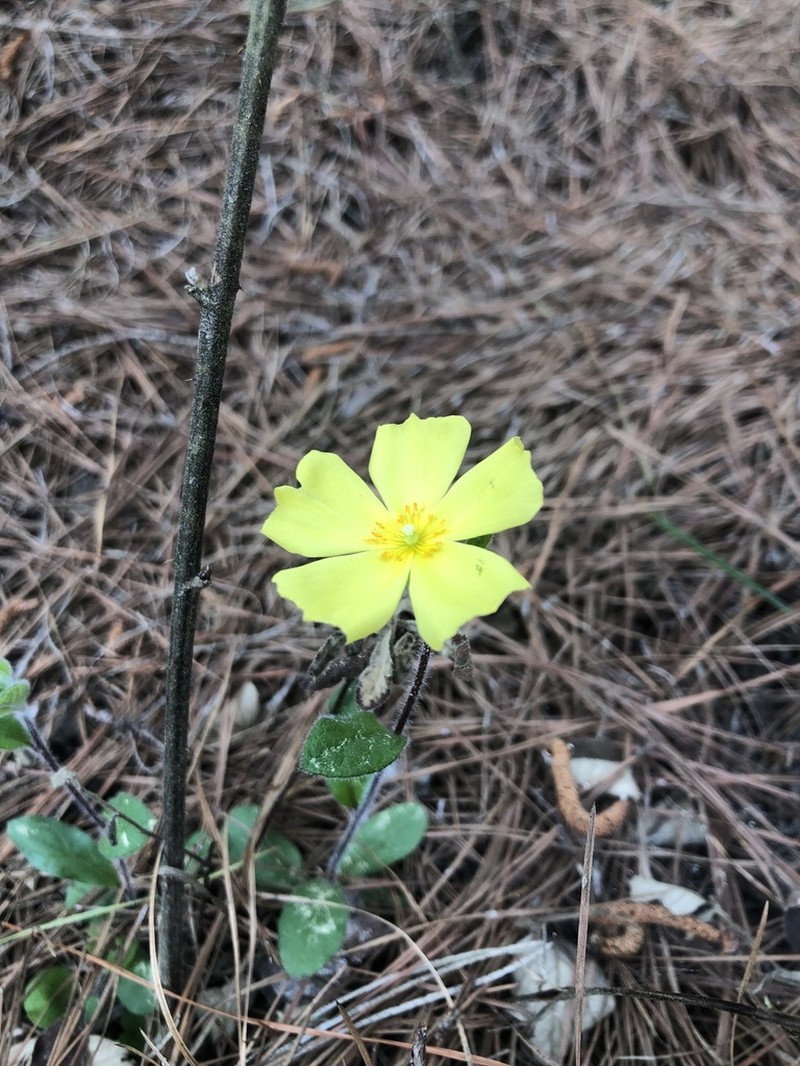 Carolina Frostweed photo 5