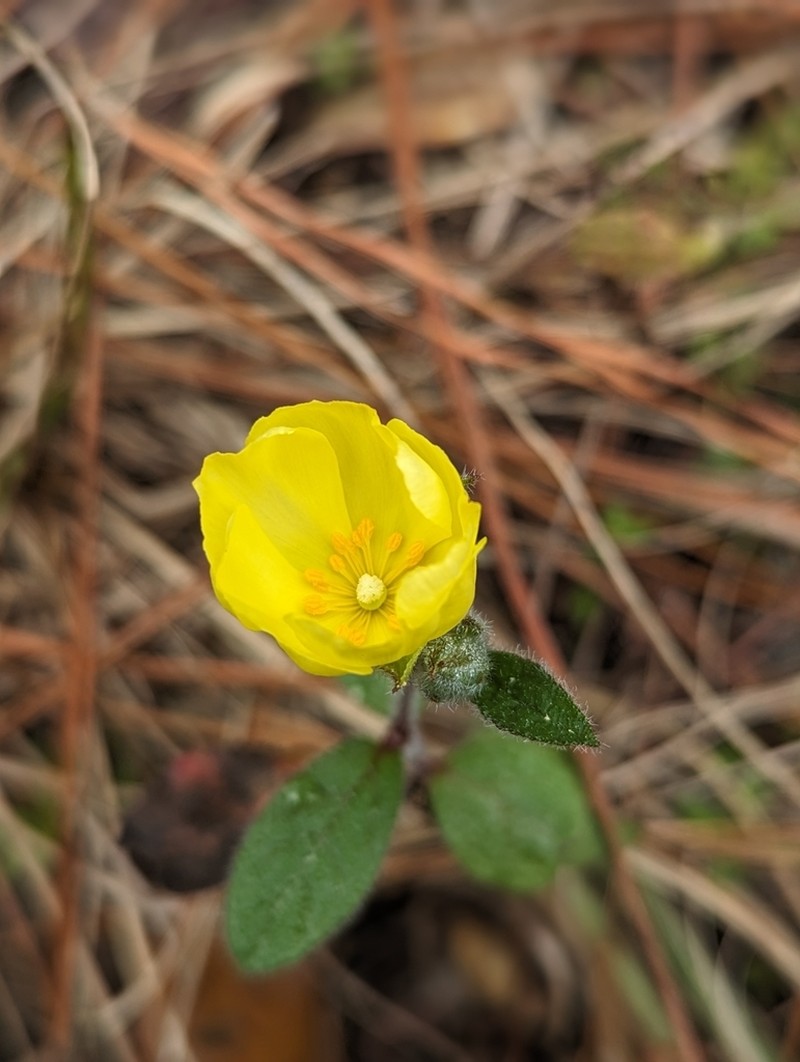 Carolina Frostweed photo 6