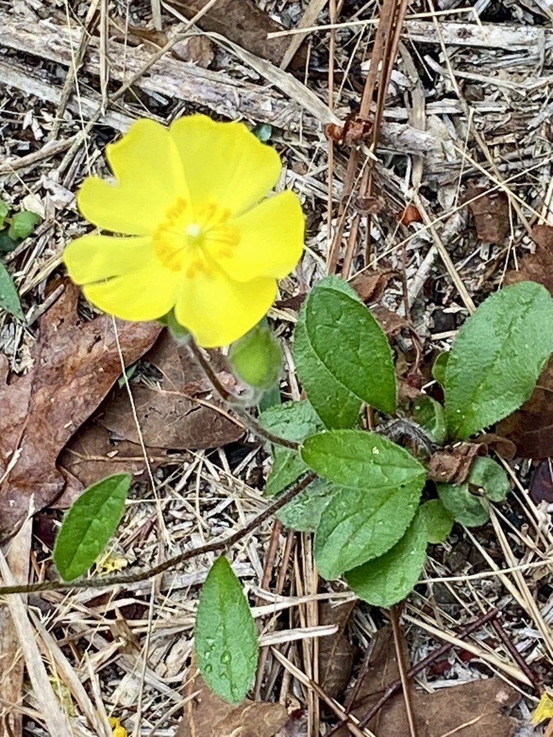 Carolina Frostweed photo 7