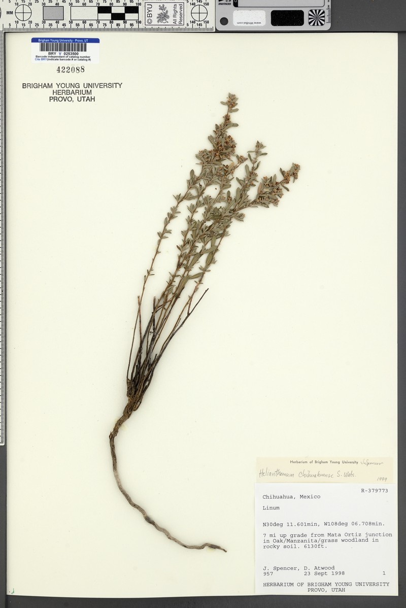 Crocanthemum chihuahuense photo 4