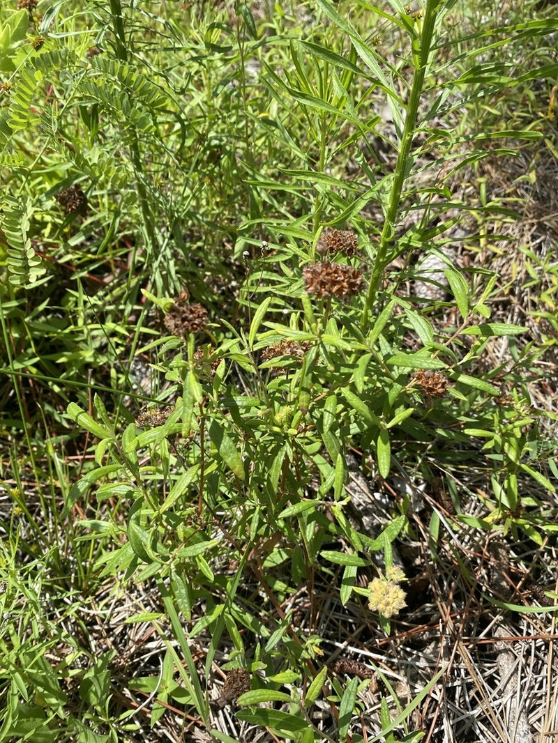 Crocanthemum corymbosum