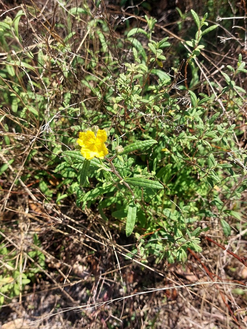 Crocanthemum corymbosum photo 2
