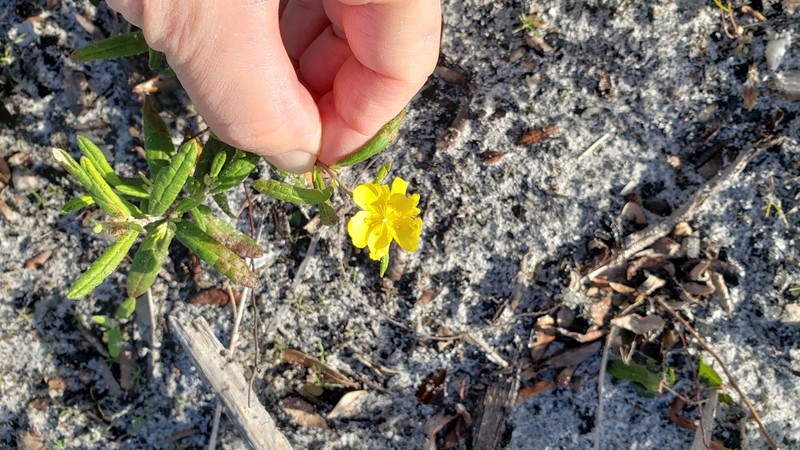 Crocanthemum corymbosum photo 3