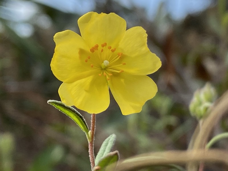 Crocanthemum corymbosum photo 5