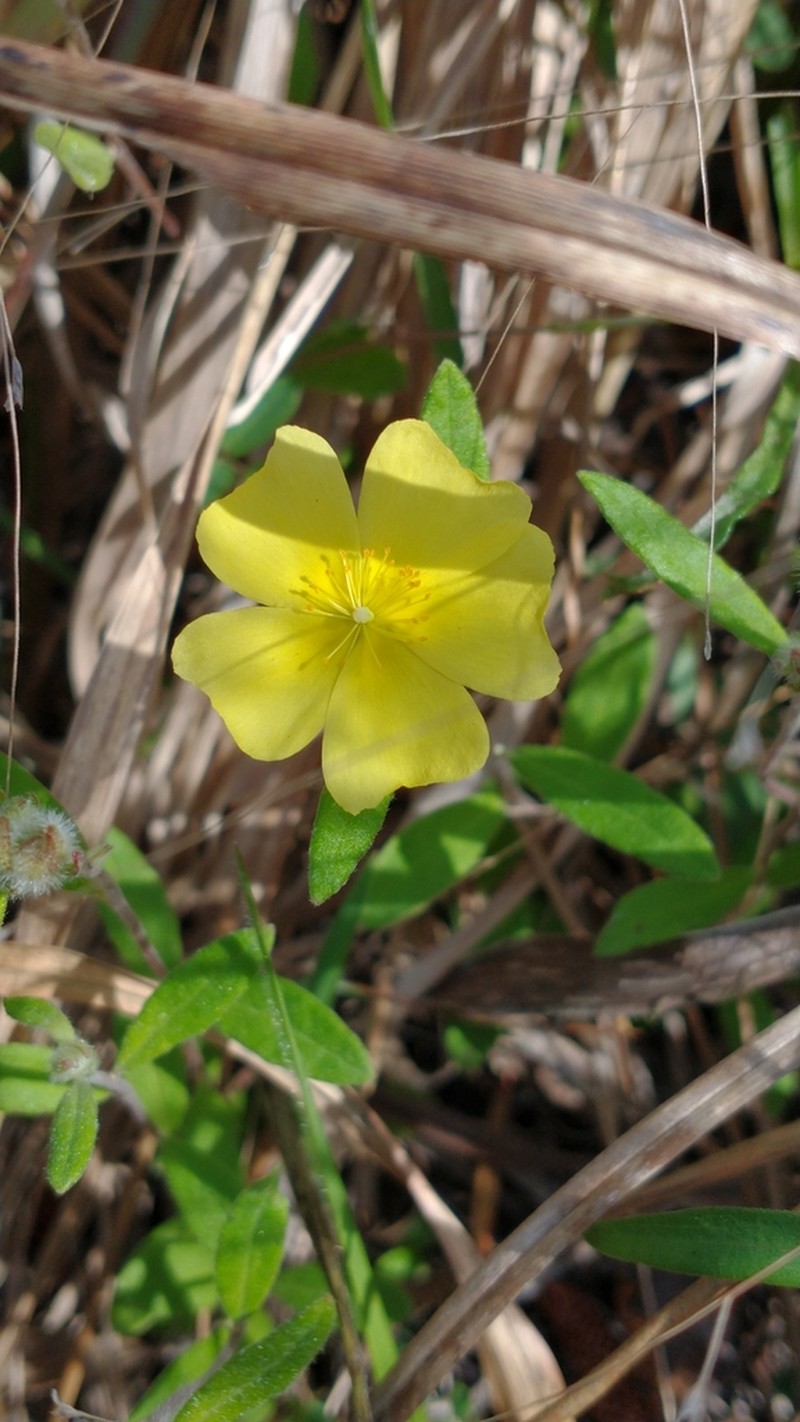 Crocanthemum corymbosum photo 6