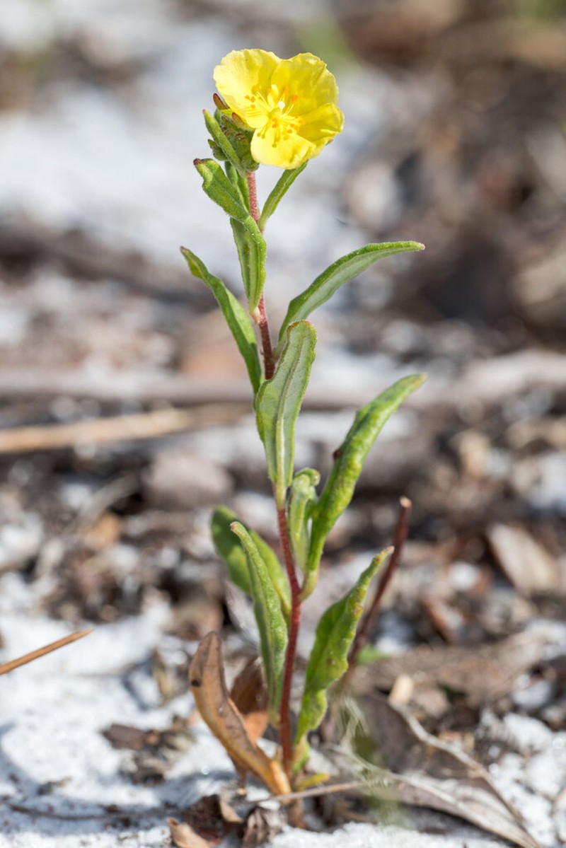 Crocanthemum corymbosum photo 8