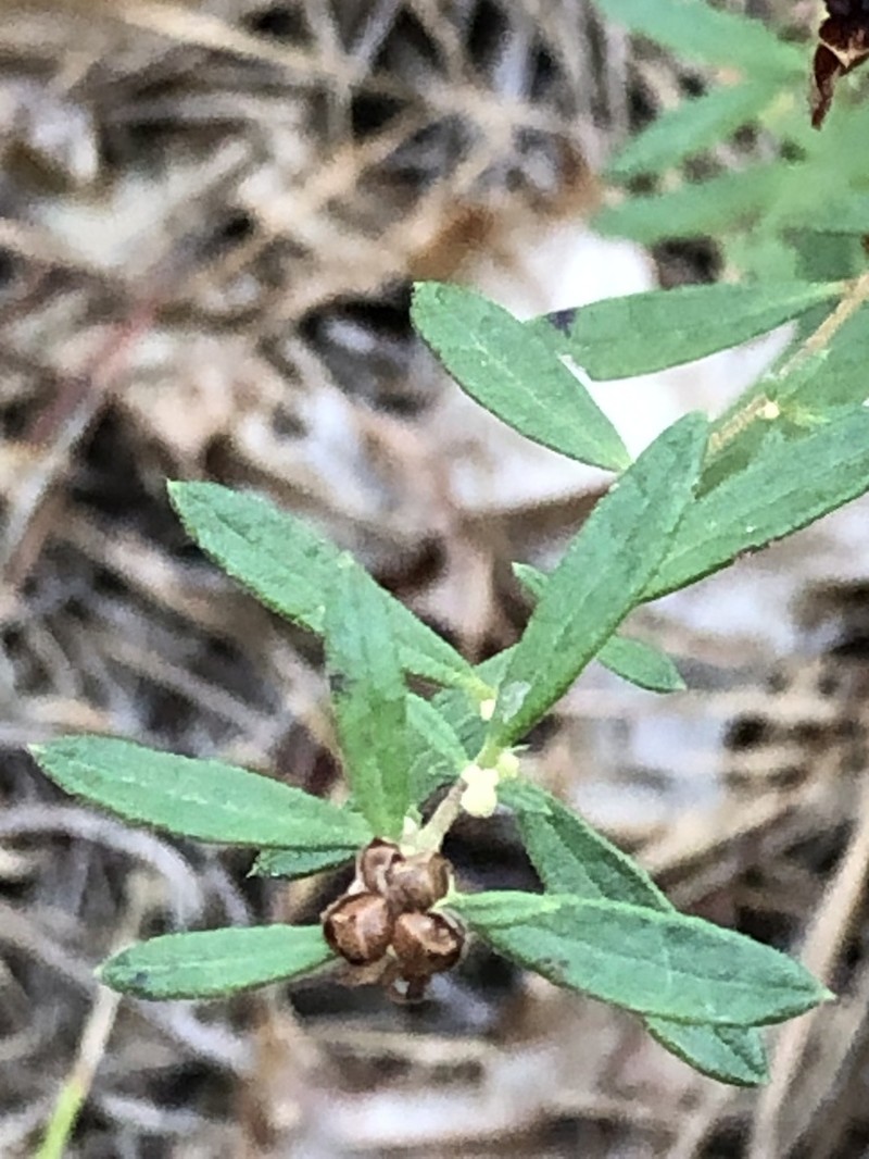 Bushy Frostweed