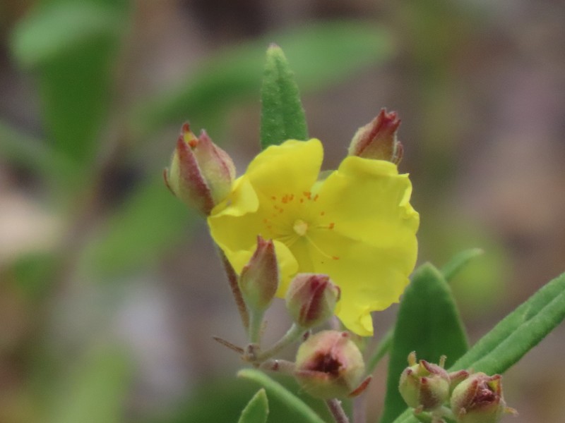 Georgia Frostweed photo 3