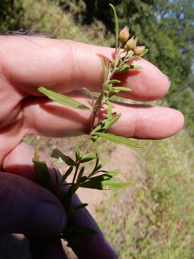 Georgia Frostweed photo 5