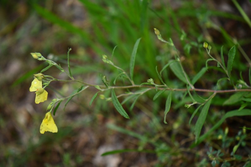 Georgia Frostweed photo 6