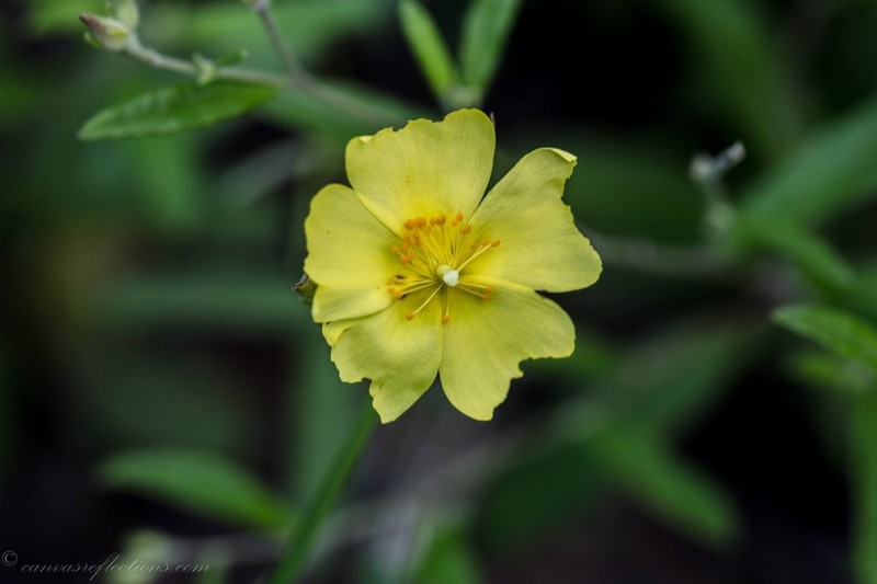 Georgia Frostweed photo 7