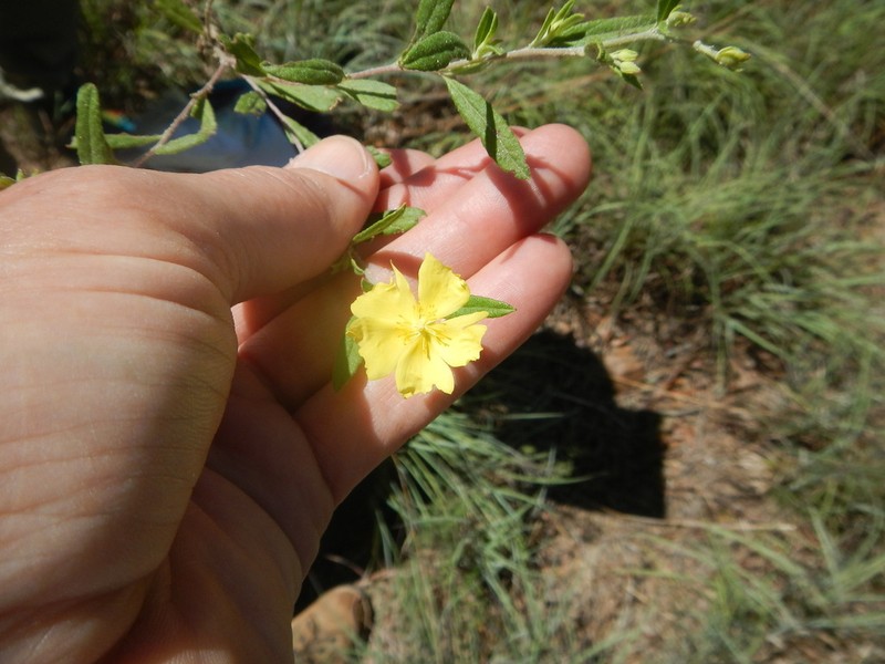 Georgia Frostweed photo 8