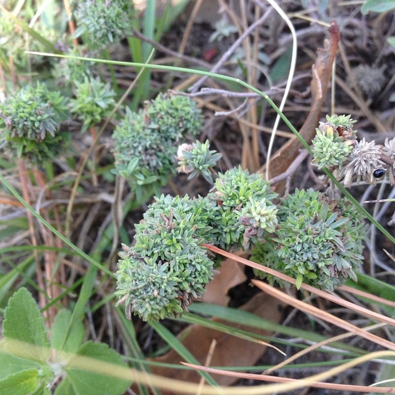 Clustered Frostweed