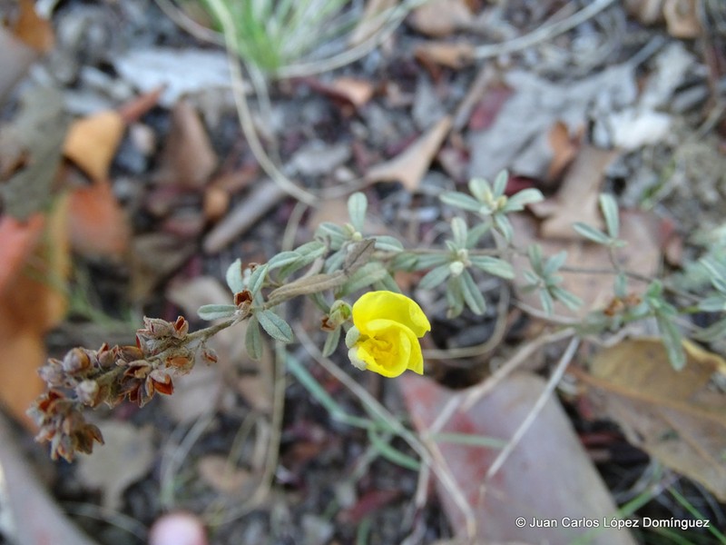Clustered Frostweed photo 3