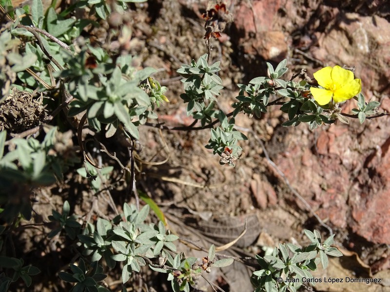 Clustered Frostweed photo 5