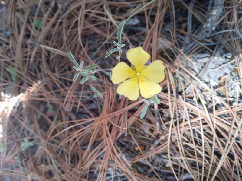 Clustered Frostweed photo 6