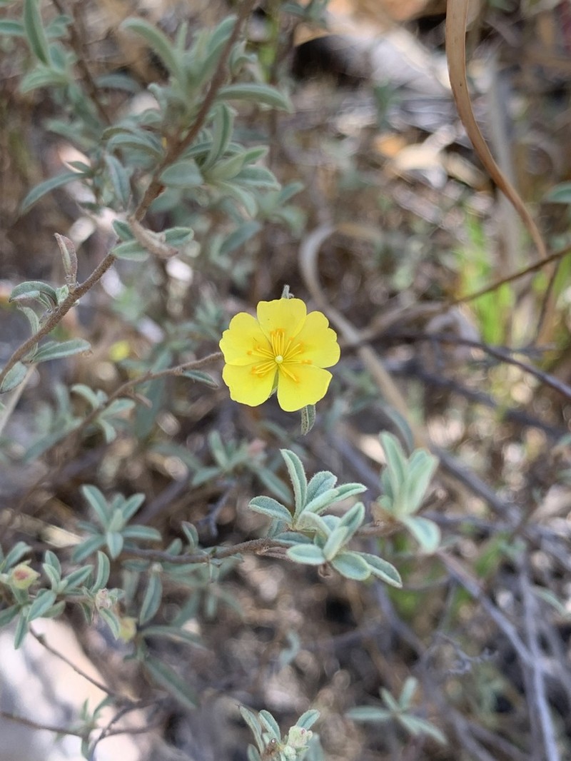 Clustered Frostweed photo 7