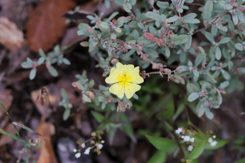 Clustered Frostweed photo 8