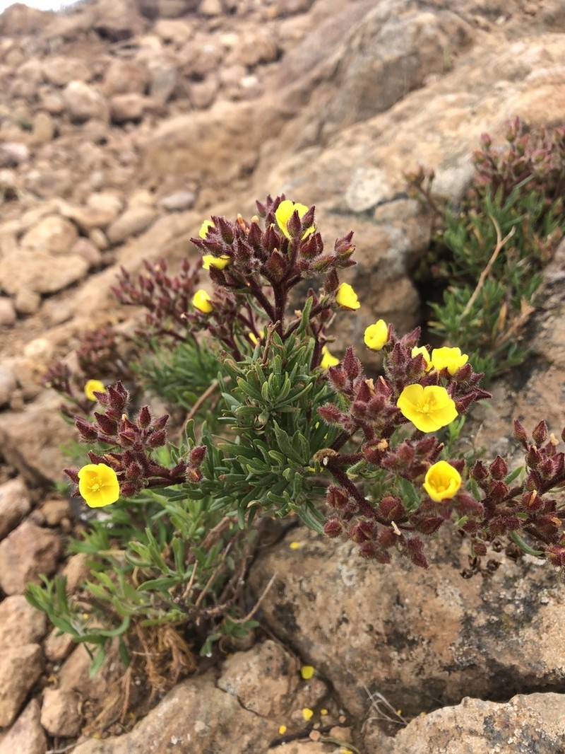 Island Rushrose