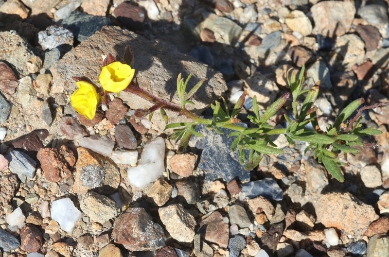 Island Rushrose photo 2