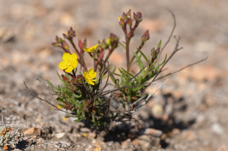 Island Rushrose photo 3