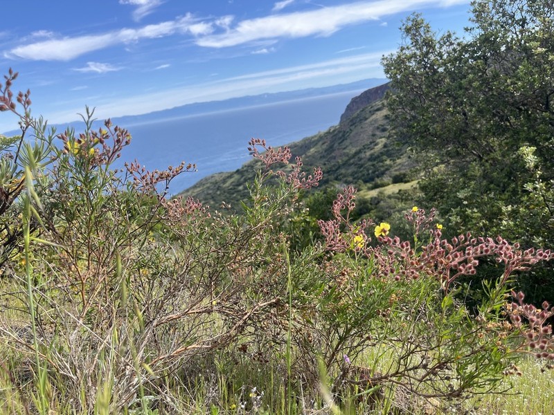 Island Rushrose photo 5