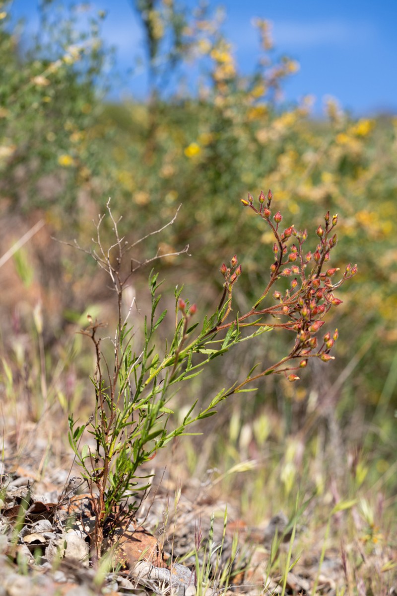 Island Rushrose photo 6
