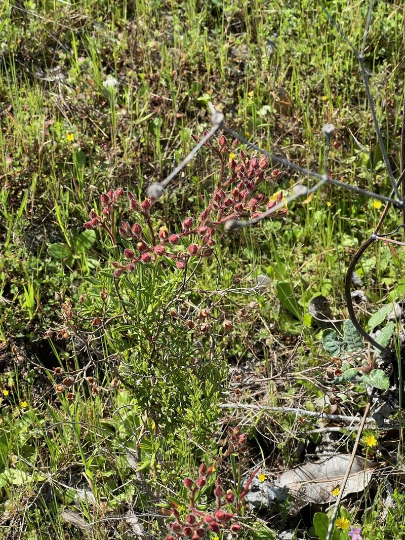 Island Rushrose photo 7