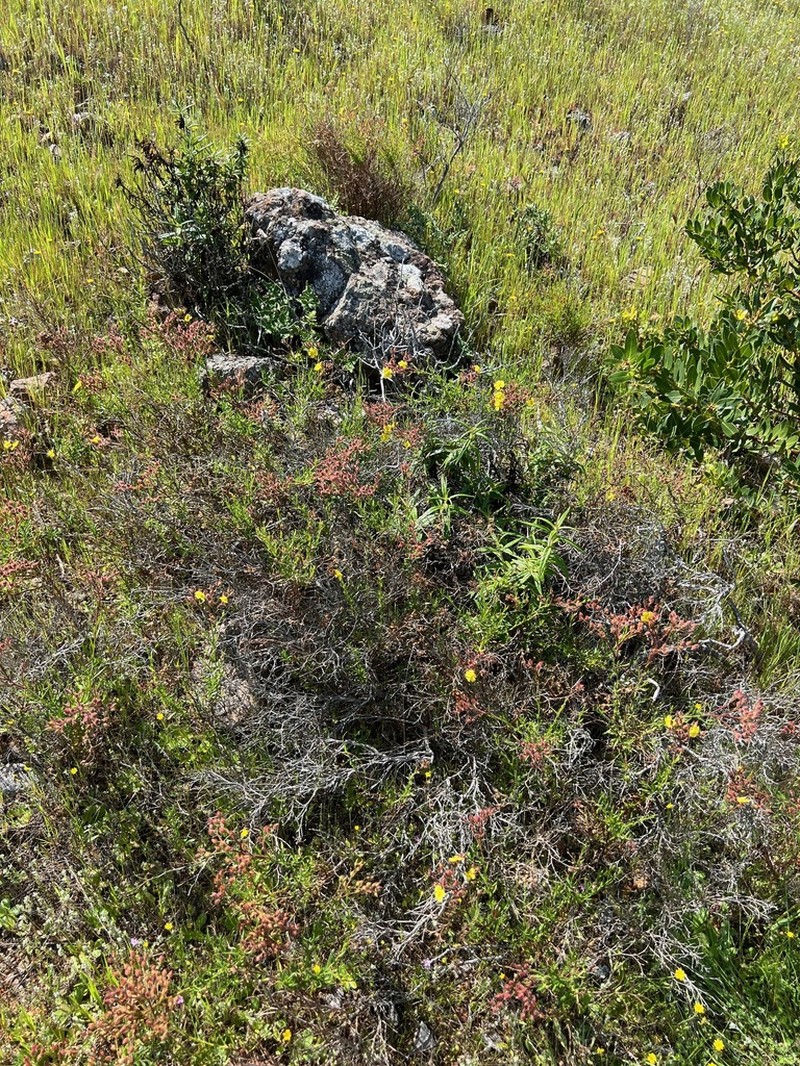 Island Rushrose photo 8