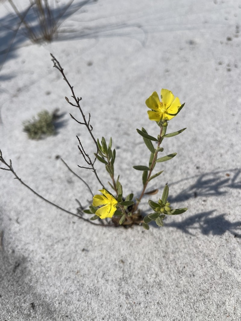 Florida Scrub Frostweed photo 2