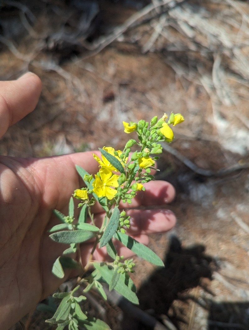 Florida Scrub Frostweed photo 3