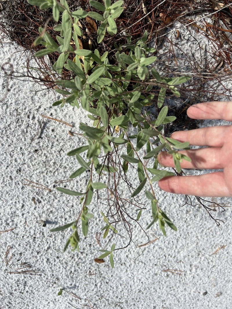 Florida Scrub Frostweed photo 4