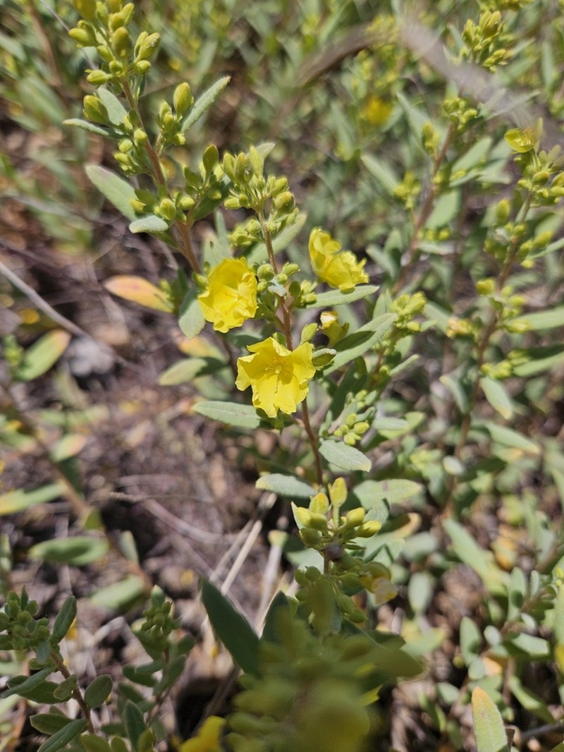 Florida Scrub Frostweed photo 5