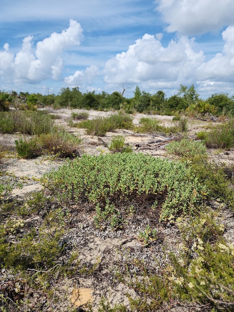Florida Scrub Frostweed photo 6