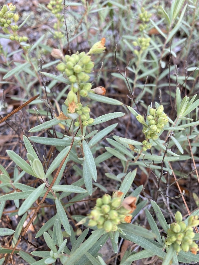 Florida Scrub Frostweed photo 7