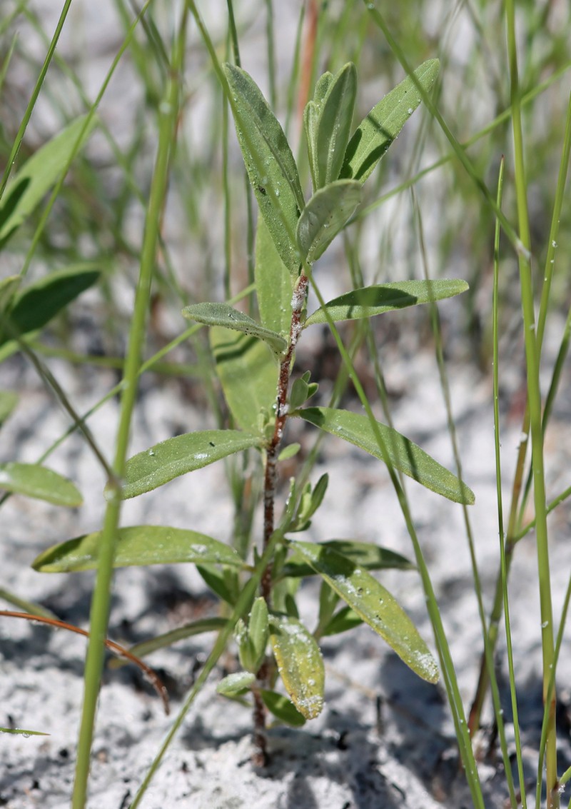 Florida Scrub Frostweed photo 8